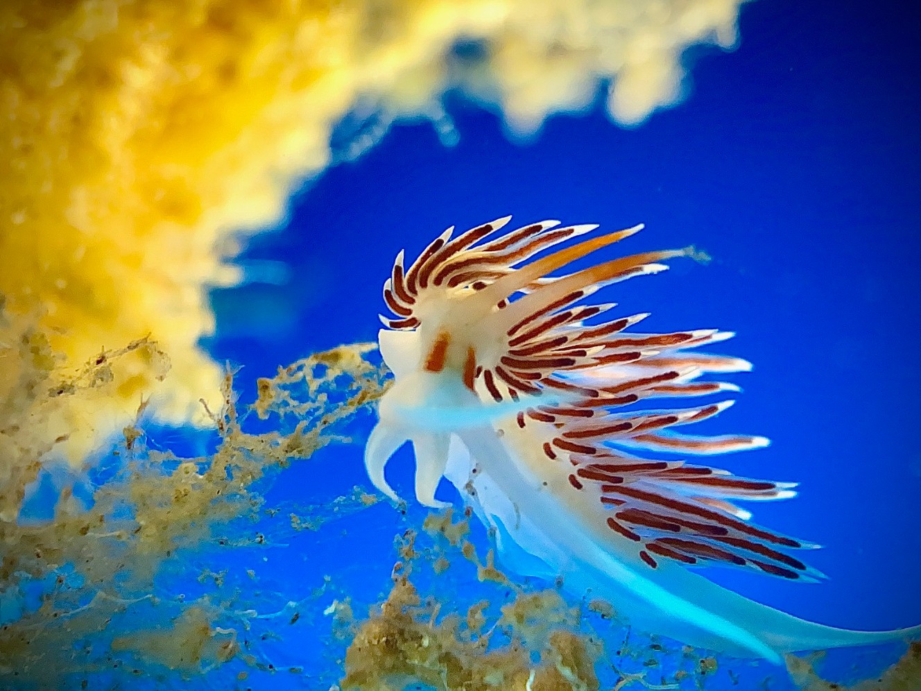 GoDive Mykonos Diving Center – Foto 5