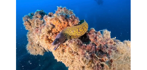 Mangamar Dive Center – Foto 5