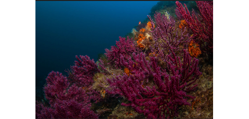 Mangamar Dive Center – Foto 1