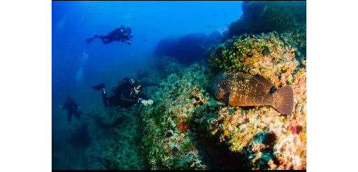 Mangamar Dive Center – Foto 4