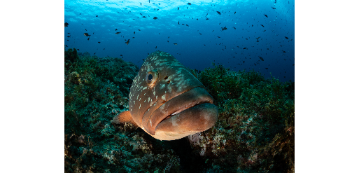 Mangamar Dive Center – Foto 3