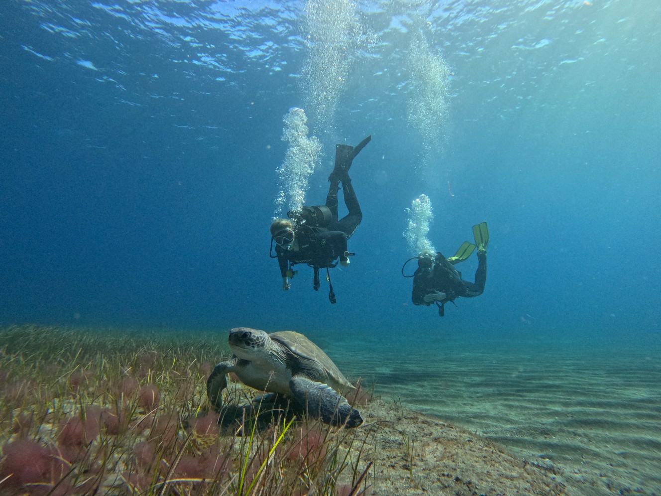 One Two Dive Tenerife – Foto 1
